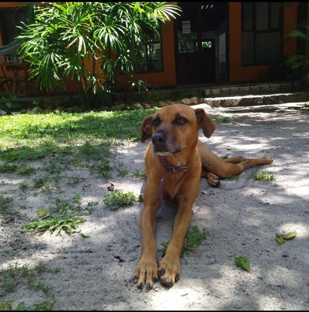 Oxe Uai Hostel Porto Seguro Kültér fotó